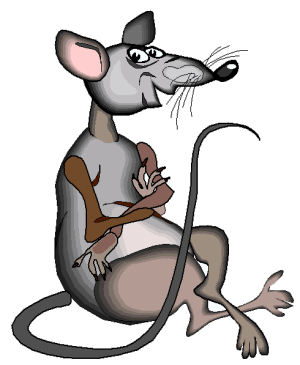 Rats animaux