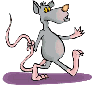 Rats animaux
