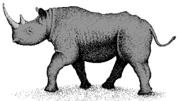 Rhino animaux