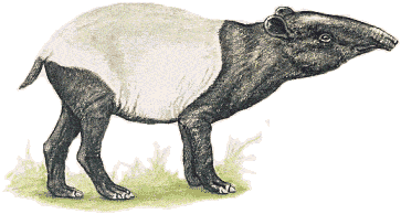 Sanglier animaux