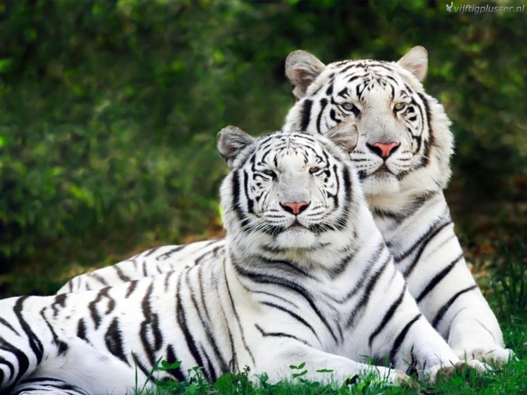 Tigre blanc animaux