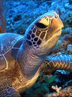 Tortue animaux
