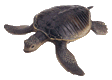 Tortue animaux
