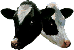 Vaches animaux