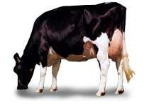 Vaches animaux