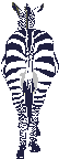 Zebre