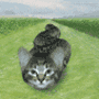 Cat avatars