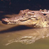 Crocodile avatars