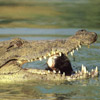 Crocodile avatars