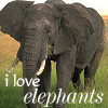 Elephant avatars
