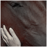 Equine avatars