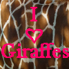 Girafe avatars