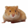 Hamster avatars