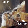 La maltraitance des animaux