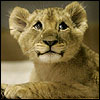 Lion avatars