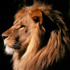 Lion avatars