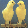 Oiseau avatars