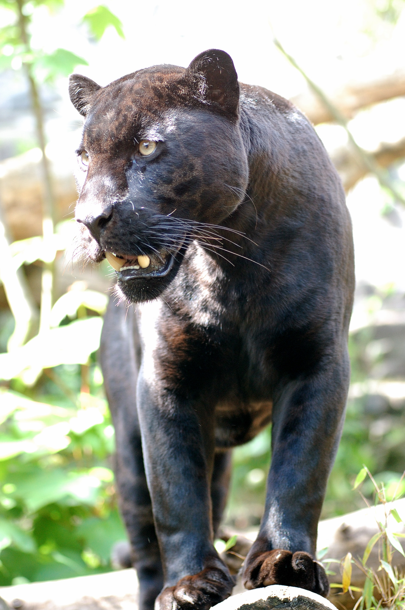 Panthere noire avatars