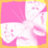 Papillon avatars