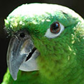Perroquet avatars