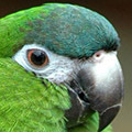 Perroquet avatars