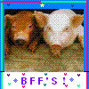 Porcs avatars