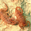 Scorpion avatars