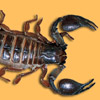 Scorpion avatars