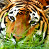 Tigre avatars