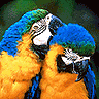 Oiseaux avatars