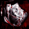 Roses avatars
