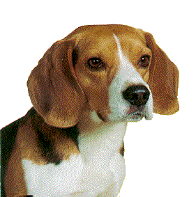 Beagles chiens gifs