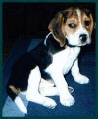 Beagles chiens gifs