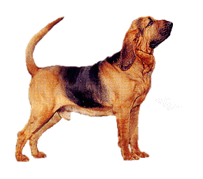 Bloodhounds chiens gifs