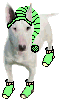Bull terrier