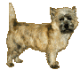 Cairn terrier