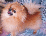 Chiens kees chiens gifs