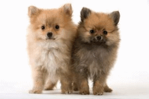 Chiens kees chiens gifs