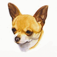 Chihuahua chiens gifs