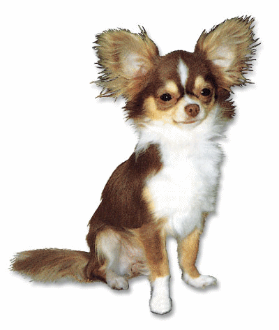 Chihuahua chiens gifs