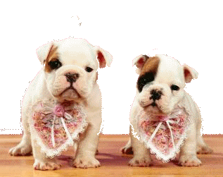 Chiot chiens gifs