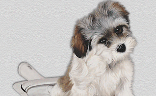 Chiot chiens gifs