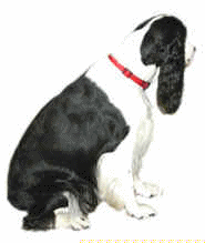 Epagneul chiens gifs