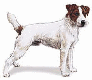 Jack russel chiens gifs