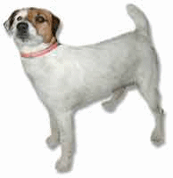 Jack russel chiens gifs