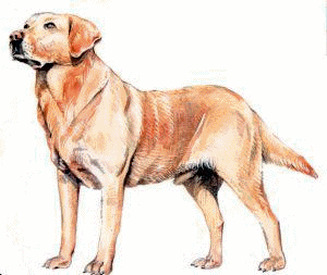 Labrador chiens gifs