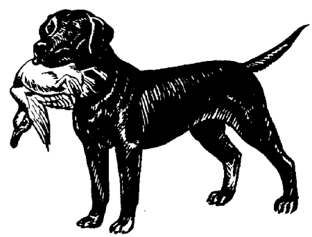 Labrador chiens gifs