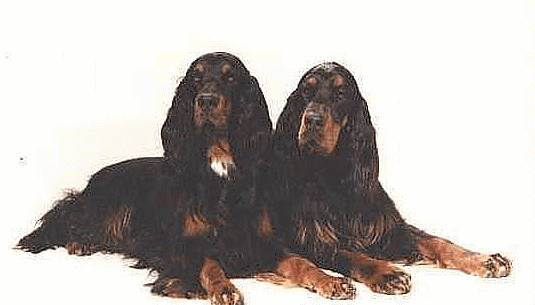 Setters chiens gifs