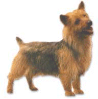 Terriers chiens gifs