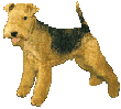 Terriers chiens gifs
